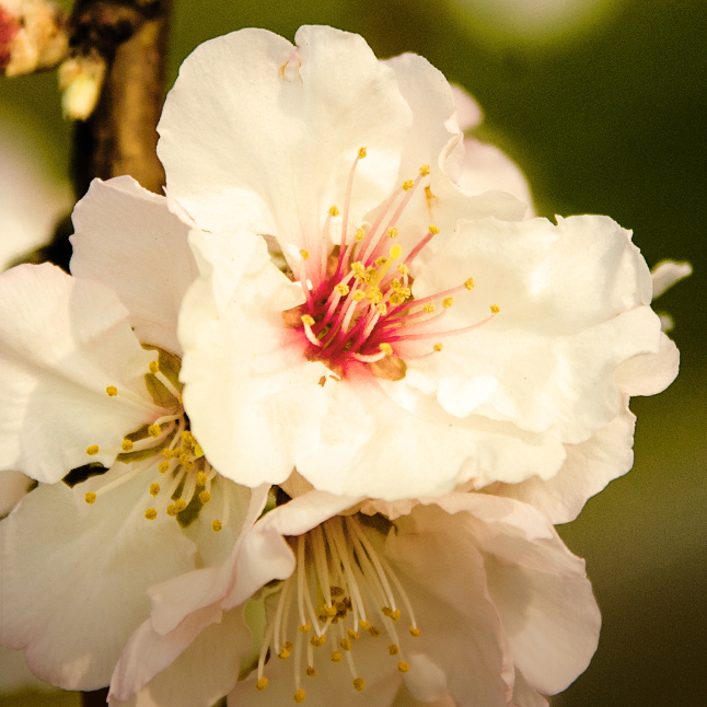 Aceite de Almendra